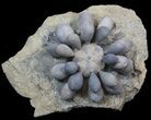 Fossil Club Urchin (Firmacidaris) - Jurassic #39148-5